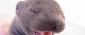 Covid-19: 4400 mink i Frederikshavn aflives