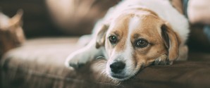Guide: Undgå at hunden får angst nytårsaften