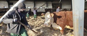 Landmænd inviterer unge til at prøve kræfter med erhvervet i vinterferien
