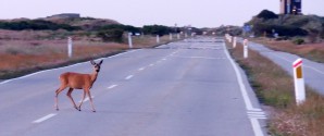 Pas på i trafikken: Sæson for hjortepåkørsler starter nu