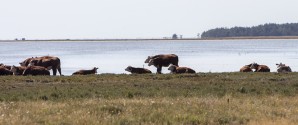 Læsø Klitplantage en af 10 nye naturnationalparker