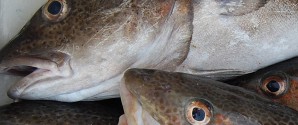 DN: Kamera på fiskefangster giver torsken en chance for comeback