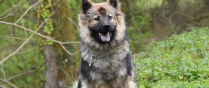 Pas på din hund: Nu starter sæsonen for pollenallergi