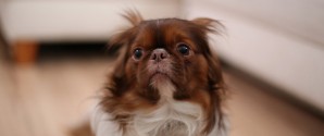 Højsæson for tordenvejr: Sådan hjælper du bedst din hund gennem bragene
