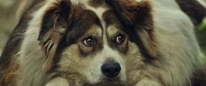 Mæt af kærlighed: Overvægt truer danske hunde