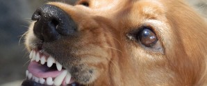 Sådan undgår du, at din hund bliver en del af negativ bidstatistik