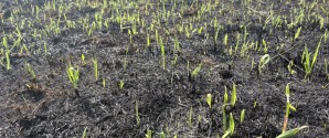 Branden i Skagen Klitplantage, – hvad nu?
