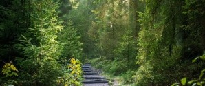 Nordjyske Bank sælger Sæbygård Skov
