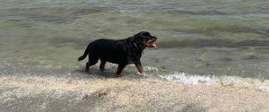 Slip hundesnoren med omtanke på stranden