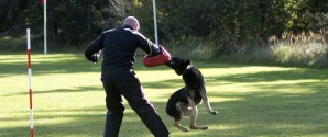 Nu går det løs: DM for politihunde rykker ind i Hulsig