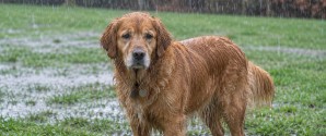Regn og rotter kan øge risikoen for farlig hundesygdom