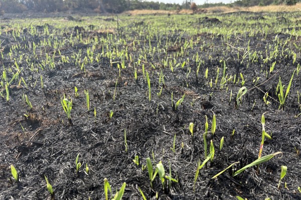Branden i Skagen Klitplantage, – hvad nu?
