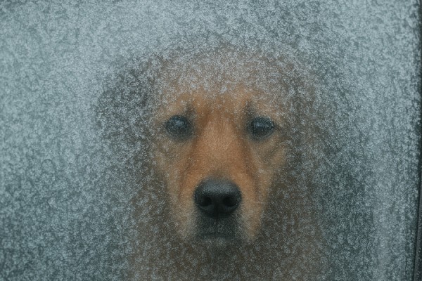 Efterlad aldrig din hund i en kold bil