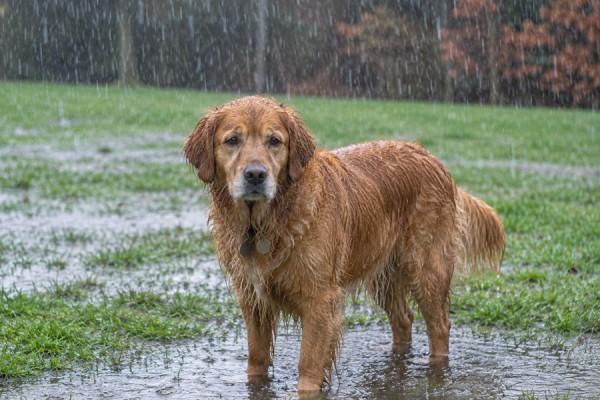 Regn og rotter kan øge risikoen for farlig hundesygdom