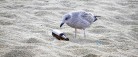 Stranden er ikke en skraldespand