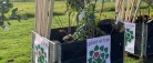 Lokale børnehaver modtager frugtplantager ….