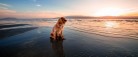 1. oktober må hunden være løs på stranden