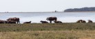 Læsø Klitplantage en af 10 nye naturnationalparker