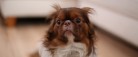 Højsæson for tordenvejr: Sådan hjælper du bedst din hund gennem bragene