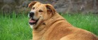 Næsten hver anden hund i Danmark er nu overvægtig
