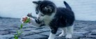 Se listen: Her er årets mest populære kattenavne