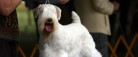 Skagen får besøg af tusindvis af hunde i maj 2026