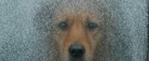 Efterlad aldrig din hund i en kold bil