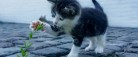 Danskernes foretrukne kat er også den mest forsikrede