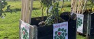 Lokale børnehaver modtager frugtplantager ….