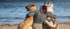 Flere anskaffer sig en hund men glemmer ansvarsforsikringen