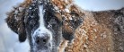 Det er højsæson for smitsom hundesygdom