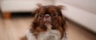 Højsæson for tordenvejr: Sådan hjælper du bedst din hund gennem bragene