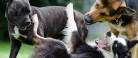 Mange danskere oplever utryghed ved løse hunde