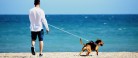 Naturhensyn skærper reglerne: Nu skal hunden i snor på stranden