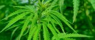 Cannabisplanter fundet