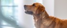 Sådan hjælper du din hund trygt gennem nytårsaften