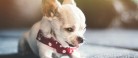 Fremlysning af lille hvid hunhund