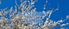 På byrådsmødet i går trådte …