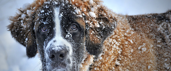 Det er højsæson for smitsom hundesygdom Det er højsæson for smitsom hundesygdom