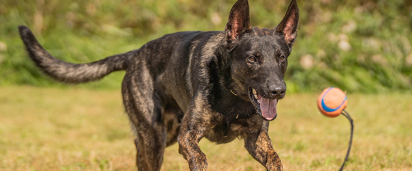 Den hollandske hyrdehund, Bobby, er blevet smittet med parasitten fransk hjerteorm. Sygdommen har betydet, at den yderst aktive unghund har skullet holdes i fuldstændig ro under behandlingsforløbet, der strakte sig over seks uger. Foto: Charlotte Busk. Når parasitterne flytter ind … i hunden