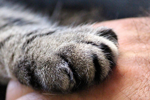 Når katten pludselig bider Når katten pludselig bider