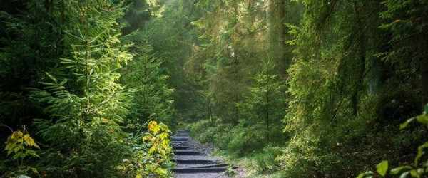 Nordjyske Bank sælger Sæbygård Skov